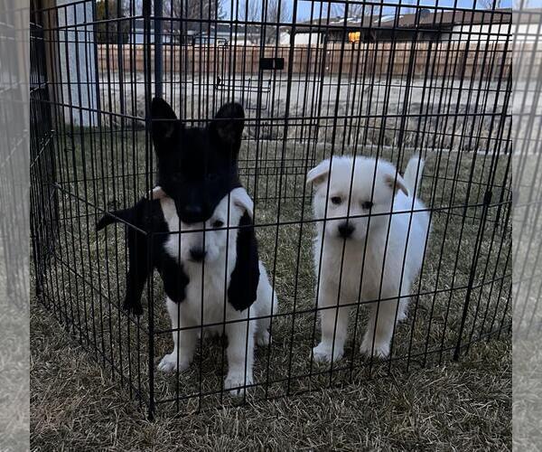 Medium Photo #3 German Shepherd Dog-Unknown Mix Puppy For Sale in Incline Village, NV, USA