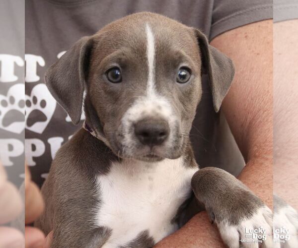 Medium Photo #2 Mutt Puppy For Sale in Washington, DC, USA