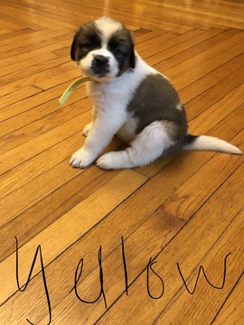 Medium Photo #1 Saint Bernard Puppy For Sale in HARCOURT, IA, USA