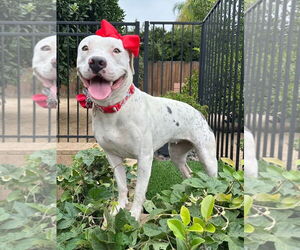 Poppy - Female American Pit Bull Terrier-Unknown Mix Dog for Adoption - Photo #12