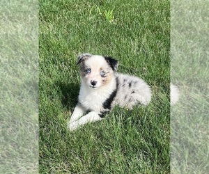 Australian Shepherd Puppy for Sale in LODA, Illinois USA