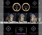Puppy Prince Morkie