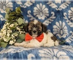 Small Photo #5 Havanese Puppy For Sale in BIRD IN HAND, PA, USA
