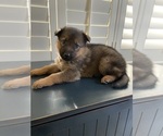 Small Photo #3 German Shepherd Dog Puppy For Sale in FAYETTEVILLE, NC, USA