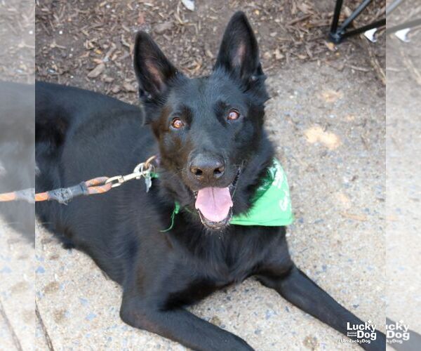 Medium Photo #6 German Shepherd Dog-Unknown Mix Puppy For Sale in Washington, DC, USA