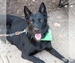 Small #5 German Shepherd Dog Mix