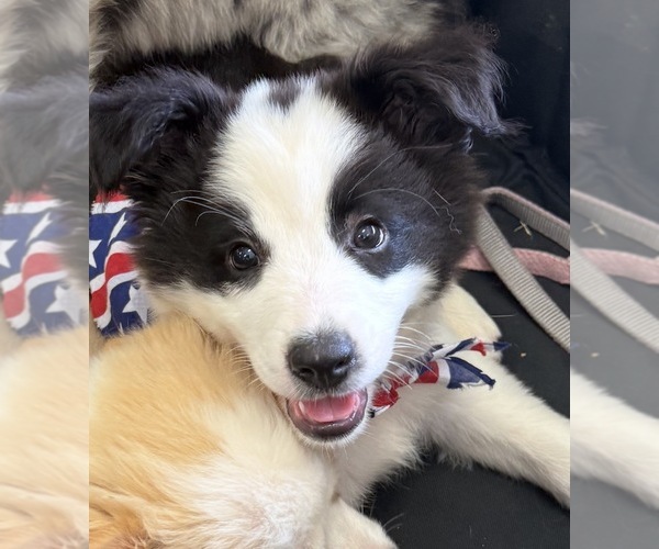 Medium Photo #1 Border-Aussie Puppy For Sale in GRANBURY, TX, USA