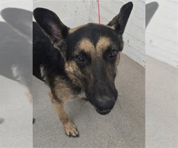 Medium Photo #1 German Shepherd Dog Puppy For Sale in San Bernardino, CA, USA