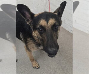 German Shepherd Dog Dogs for adoption in San Bernardino, CA, USA