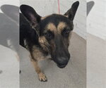 LARRY - Male German Shepherd Dog Dog for Adoption - Small photo