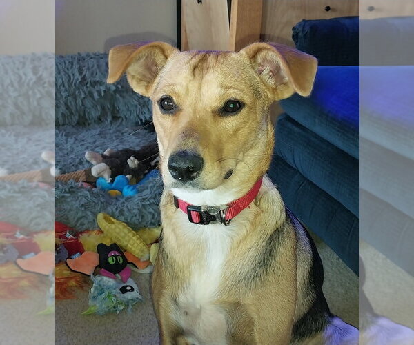 Medium Photo #37 Beagle-Unknown Mix Puppy For Sale in Aurora, IN, USA