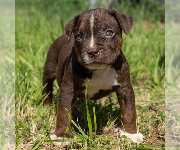 Medium Photo #1 American Bully Puppy For Sale in JURUPA VALLEY, CA, USA