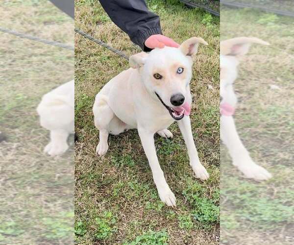 Medium Photo #8 Mutt Puppy For Sale in Abbeville, LA, USA