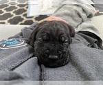 Small #5 Cane Corso