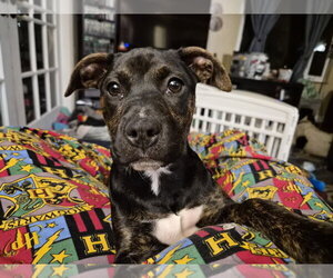 Mutt Dogs for adoption in Springdale, PA, USA