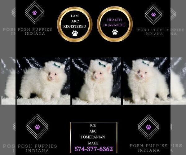 Medium Photo #15 Pomeranian Puppy For Sale in WARSAW, IN, USA