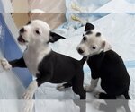 Small Photo #3 American Staffordshire Terrier Puppy For Sale in San Juan Capistrano, CA, USA