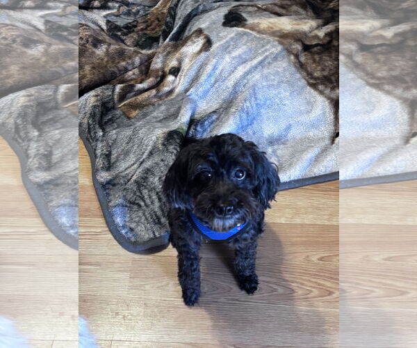 Medium Photo #6 Poodle (Miniature) Puppy For Sale in Spring, TX, USA