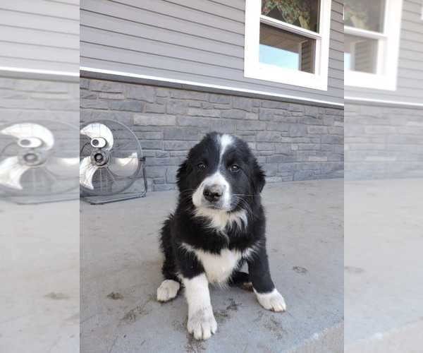 View Ad Border Collie Litter of Puppies for Sale near Wisconsin, THORP