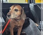 EMERY - Female Black Mouth Cur-Unknown Mix Dog for Adoption - Small photo