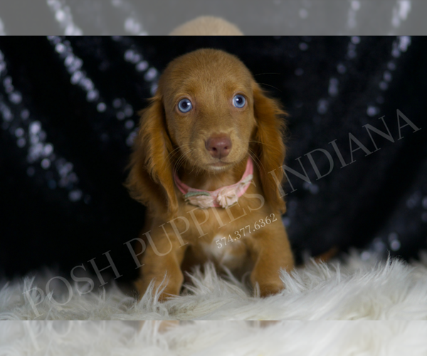 Medium Photo #6 Dachshund Puppy For Sale in WARSAW, IN, USA