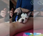 Small #3 French Bulldog