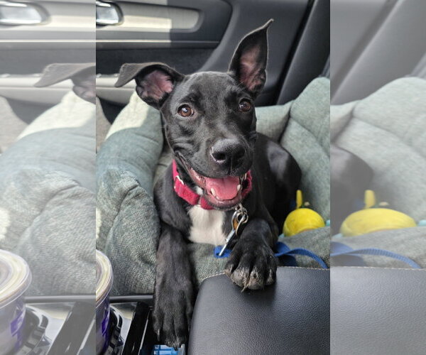 Medium Photo #4 American Staffordshire Terrier-Unknown Mix Puppy For Sale in Royal Palm Beach, FL, USA