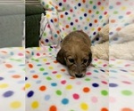 Small Photo #8 Dachshund Puppy For Sale in HEMPSTEAD, TX, USA