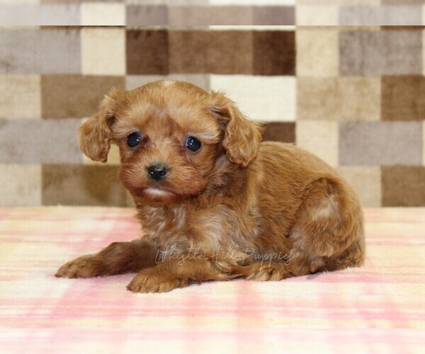 Medium Photo #2 Cavapoo (Miniature) Puppy For Sale in DENVER, PA, USA