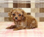 Small #1 Cavapoo (Miniature)