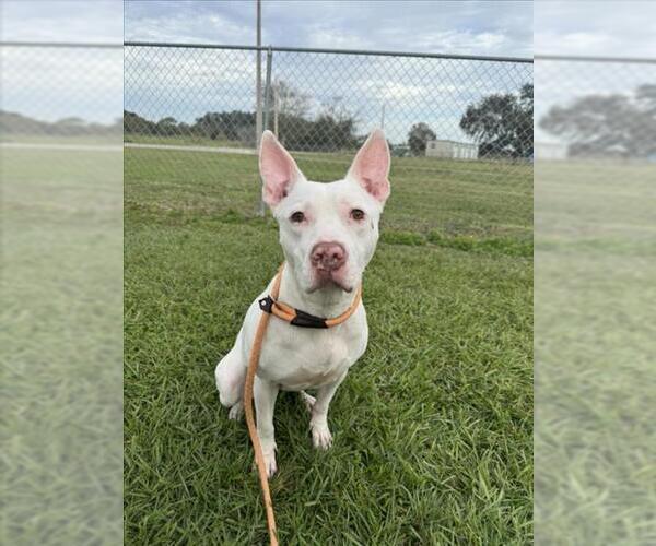 Medium Photo #1 American Pit Bull Terrier Puppy For Sale in Vero Beach, FL, USA