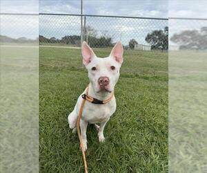 American Pit Bull Terrier Dogs for adoption in Vero Beach, FL, USA