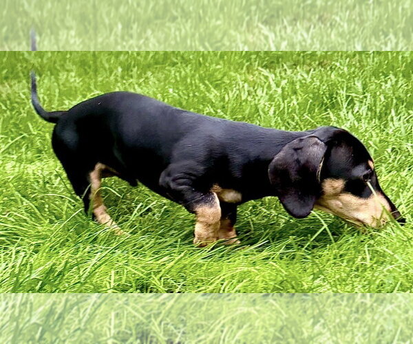 Medium Photo #2 Dachshund Puppy For Sale in St. Louis Park, MN, USA