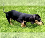 Small Photo #2 Dachshund Puppy For Sale in St. Louis Park, MN, USA