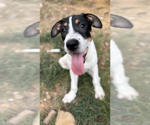 Medium Photo #2 Jack Russell Terrier-Unknown Mix Puppy For Sale in Boston, MA, USA