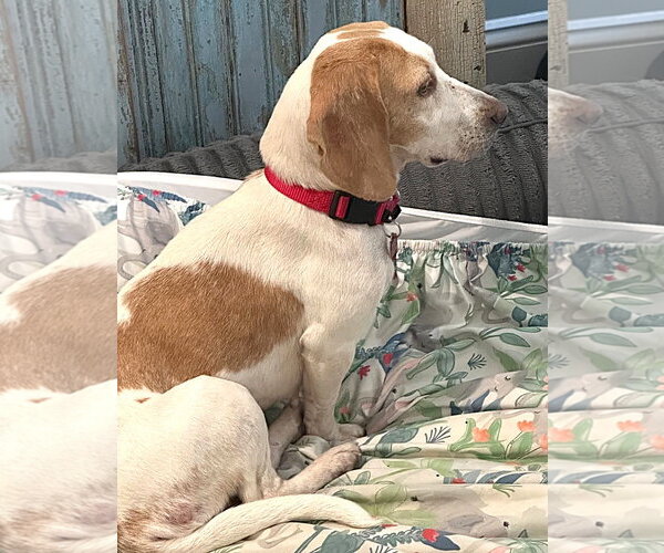 Medium Photo #5 Beagle Puppy For Sale in Dunnellon, FL, USA