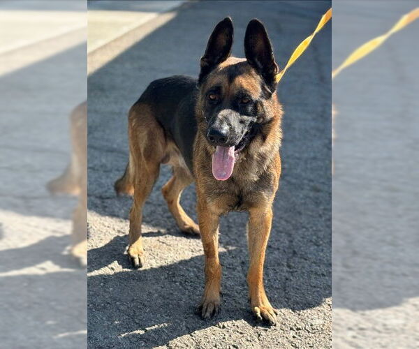 Medium Photo #2 German Shepherd Dog Puppy For Sale in San Bernardino, CA, USA