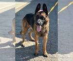 Small #1 German Shepherd Dog