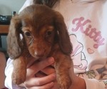 Small #1 Dachshund