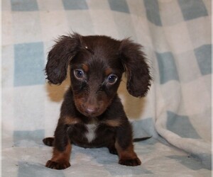 Dachshund Puppy for sale in BLMGTN, IN, USA