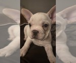 Small #3 French Bulldog
