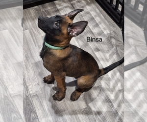 Belgian Malinois Puppy for Sale in SAN TAN VALLEY, Arizona USA