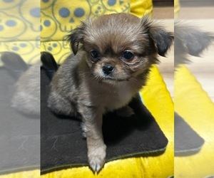 Jatzu Puppy for sale in SALEM, OR, USA