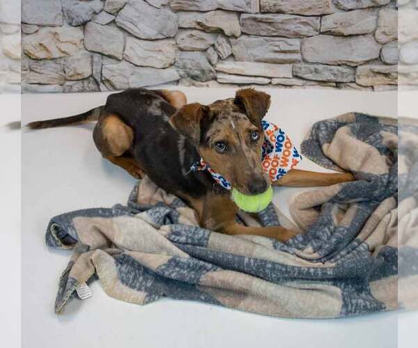 Medium Photo #2 Catahoula Leopard Dog-Unknown Mix Puppy For Sale in Kennesaw, GA, USA