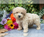 Puppy Randy Poodle (Miniature)