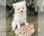 Small #1 Pomeranian