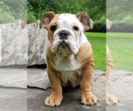 Small Photo #8 English Bulldog Puppy For Sale in BURTON, MI, USA