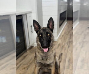 Mutt Dogs for adoption in Imlay City, MI, USA