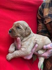 Golden Retriever Puppy for sale in WACO, TX, USA