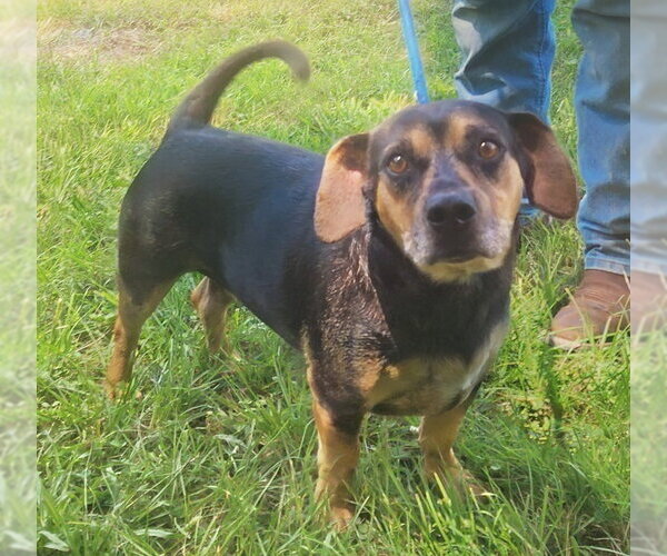 Medium Photo #2 Dachsahoula Puppy For Sale in Wetumpka, AL, USA